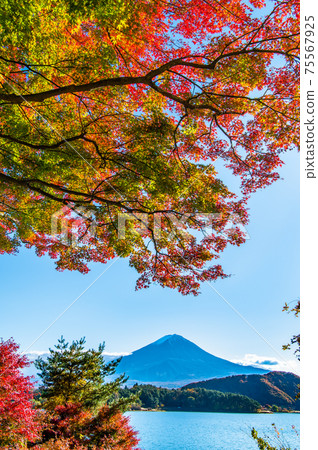Autumn leaves and Mt. Fuji on the shores of Lake Kawaguchi in Yamanashi Prefecture (from the maple tunnel) 75567925