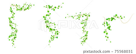 Ivy corners, climbing vine with green leaves set 75568031