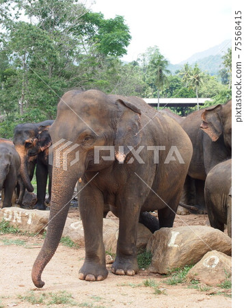 Pinnawala Elephant Orphanage from a trip to Sri Lanka Pinnawala Elephant Orphanage from a trip to Sri Lanka 75568415