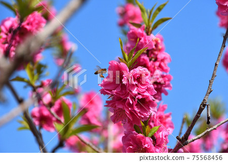 Peach blossoms and honey bees Peach blossoms and honey bees 75568456
