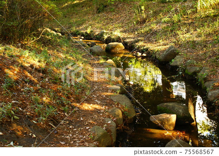 Color water surface plants (registered in March 2021) Maximum size: L Color water surface plants (registered in March 2021) Maximum size: L 75568567