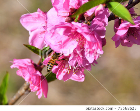 Peach blossoms and honey bees 75568623