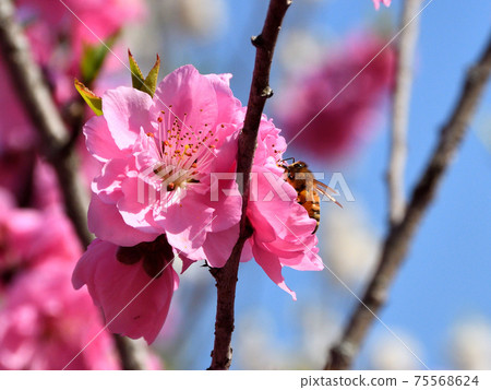 Peach blossoms and honey bees 75568624