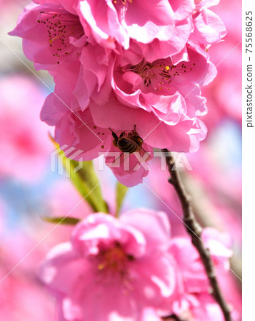 Peach blossoms and honey bees 75568625