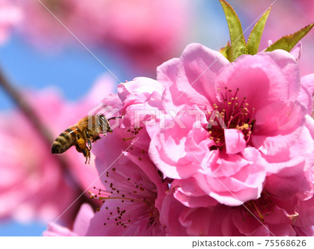Peach blossoms and honey bees 75568626
