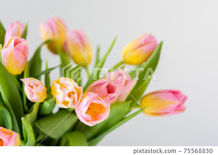 Bouquet of pink tulips close up Bouquet of pink tulips close up 75568830
