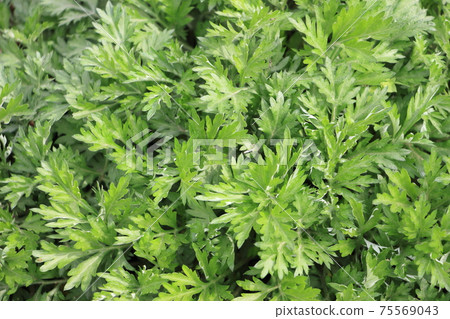 Wormwood Wormwood 75569043