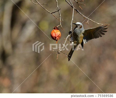 Wild bird bulbul eating persimmon fruit 75569586