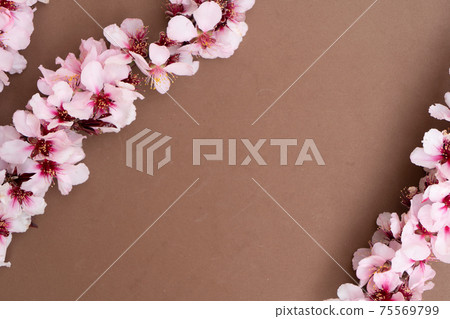 almond tree bloom almond tree bloom 75569799