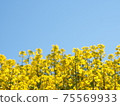強姦開花 75569933
