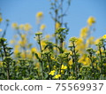 強姦開花 75569937