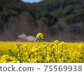 強姦開花 75569938