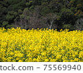 強姦開花 75569940
