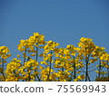 強姦開花 75569943