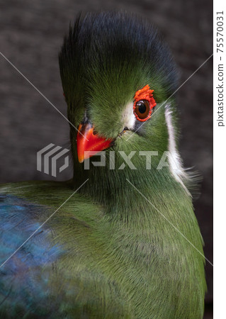 White-cheeked Turaco 75570031