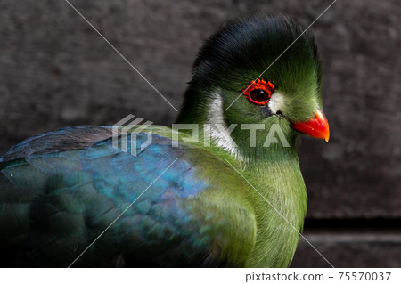 White-cheeked Turaco White-cheeked Turaco 75570037
