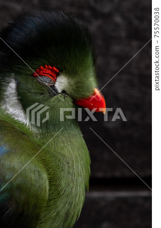 白頰的圖拉科 75570038