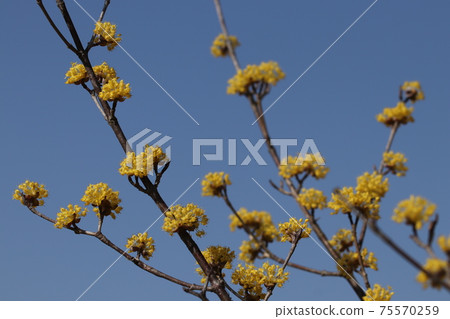 山茱us花朵映襯在藍天下 山茱us花朵映襯在藍天下 75570259