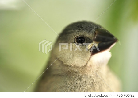 Cherry blossom bird up Cherry blossom bird up 75570582