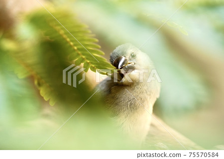 Cherry blossom sparrow pecking leaves 75570584
