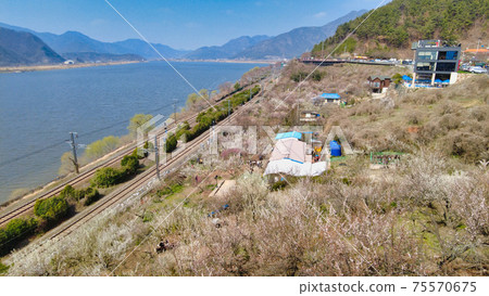 Maehwa blooming in wondong maehwa village at spring in Yangsan, South Korea 75570675