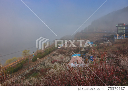 Maehwa blooming in wondong maehwa village at spring in Yangsan, South Korea Maehwa blooming in wondong maehwa village at spring in Yangsan, South Korea 75570687