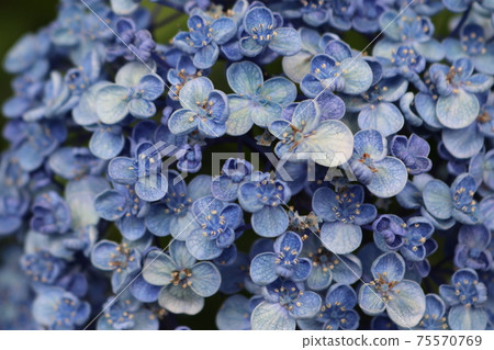 Blue hydrangea 75570769