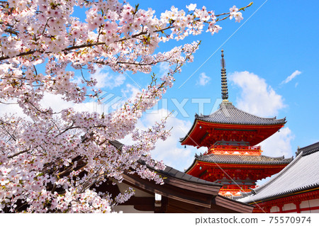 春天清水寺 75570974