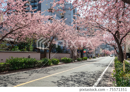 Cherry blossom tunnel, tree-lined road of Okanzakura <Nagoya City, Aichi Prefecture> Cherry blossom tunnel, tree-lined road of Okanzakura <Nagoya City, Aichi Prefecture> 75571351