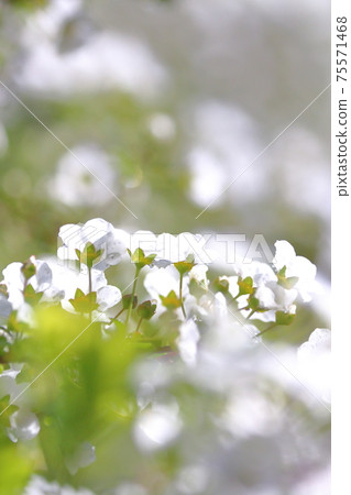 Bridal-wreath flower 75571468