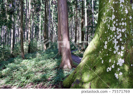 In the mountains 75571769