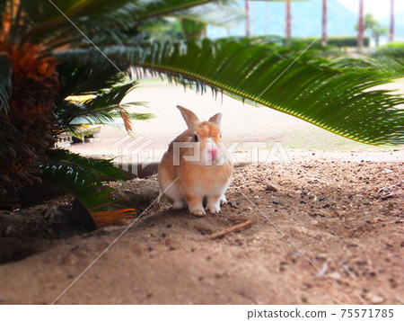 Sunbeams and rabbits Sunbeams and rabbits 75571785