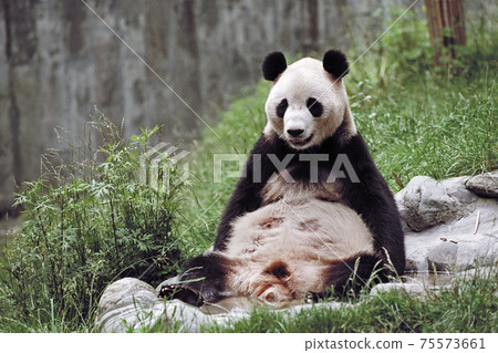 Wolong China Panda Conservation Research Center Panda 75573661