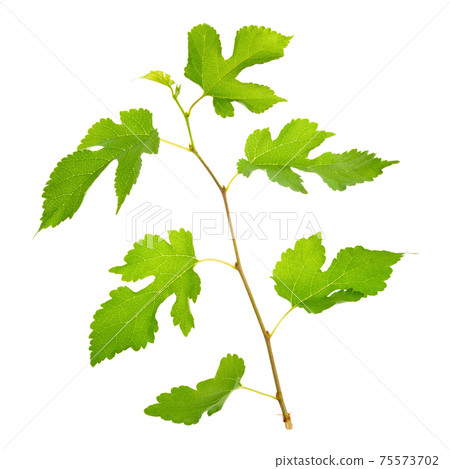 twig with green leaves isolated on white  75573702