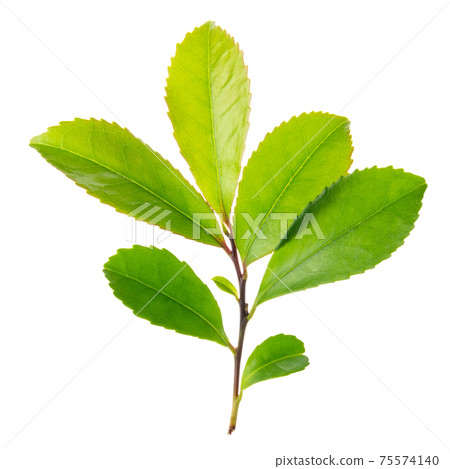 young green branch isolated on white background 75574140