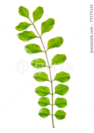 young green branch isolated on white background young green branch isolated on white background 75574142