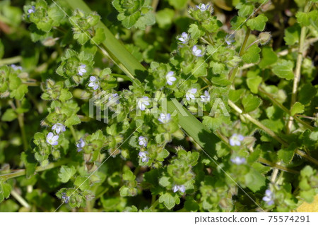 節節菜，陌上 75574291