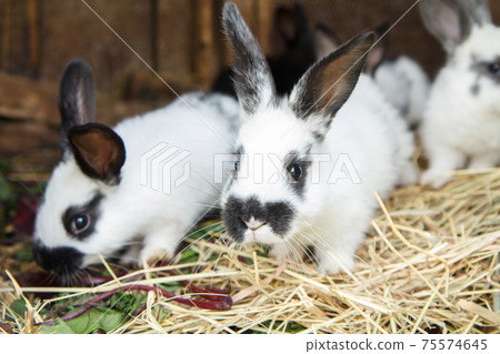 White rabbits stand on hay in a cage. White rabbits stand on hay in a cage. 75574645