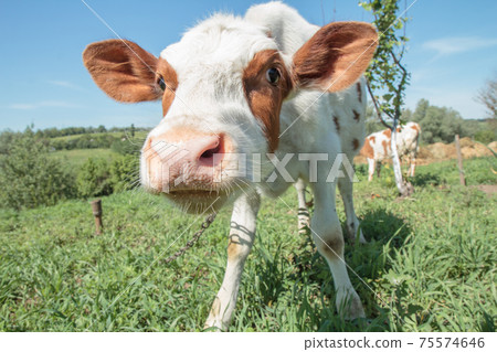 Funny cow with nose close-up in bright sunlight. Funny cow with nose close-up in bright sunlight. 75574646