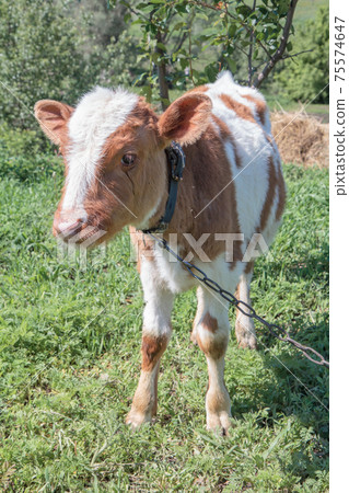 Young bull tied with an iron chain in rural landscape on the background. Young bull tied with an iron chain in rural landscape on the background. 75574647