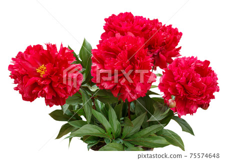 Red peony flowers with white isolated background. Red peony flowers with white isolated background. 75574648
