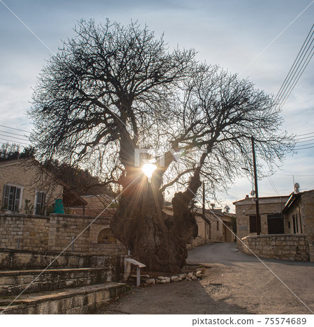 Silhouette of ancient terebinth tree in a village at sunset 75574689