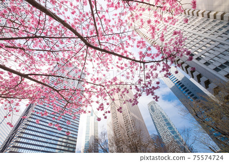 櫻花盛開的春天東京城市景觀 櫻花盛開的春天東京城市景觀 75574724