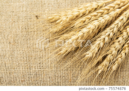 小麥的耳朵 小麥的耳朵 75574876
