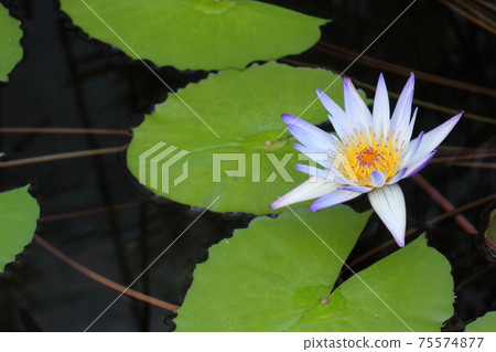 從水面出來的睡蓮花 從水面出來的睡蓮花 75574877