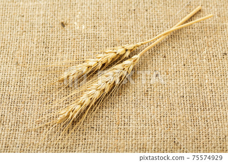 小麥的耳朵 小麥的耳朵 75574929