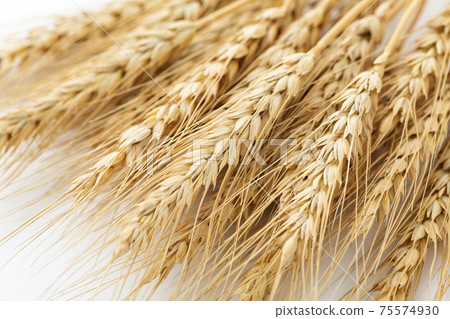 小麥的耳朵 75574930