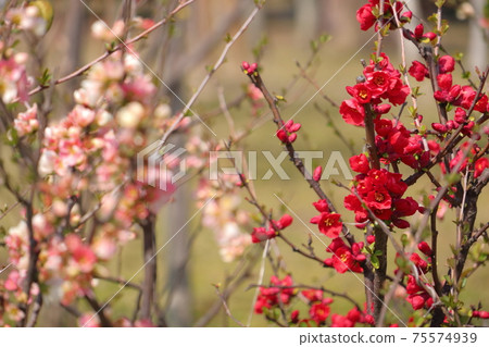 玫瑰家族的花朵與櫻花一樣模糊 75574939