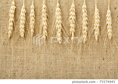 Wheat ears Wheat ears 75574945