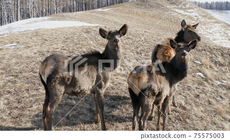 A female deer with a baby on the mountainside. 75575003